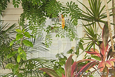 Tropical Island Key West background with colorful but muted plants in front of a blurred section of a white wooden house and door Stock Photo