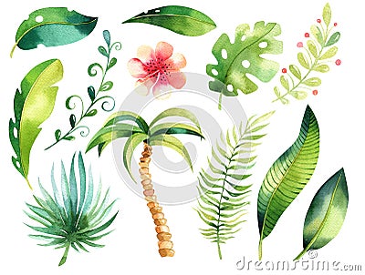 Tropical isolated illustration set. Watercolor boho tropic papm tree, leaves, green leaf, drawing, gungle exotic aloha Cartoon Illustration