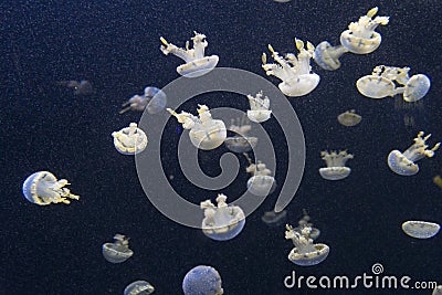 Tropical Jellyfish Stock Photo