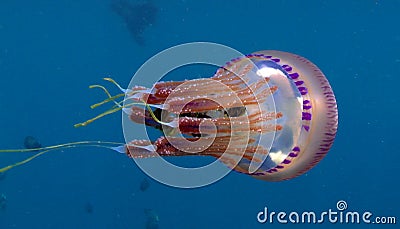 Tropical jellyfish Stock Photo