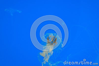 Tropical jellyfish underwater Stock Photo