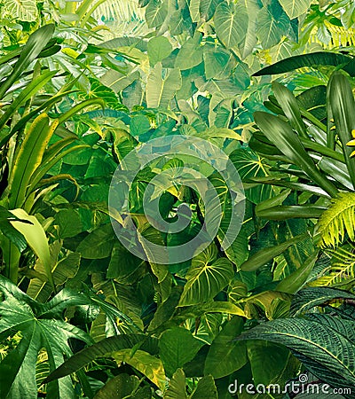 Tropical Jungle Background Stock Photo