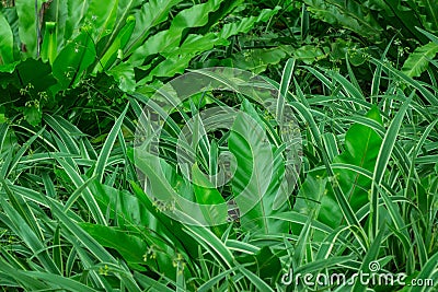 Tropical jungle greenery with a variety of assorted plants in this landscaped back yard. This photo with all plants in harmony sym Stock Photo