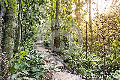 Tropical jungle hiking trail with lush foliage in Malaysia Stock Photo