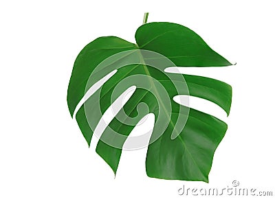 Tropical Jungle Leaf, Monster leaves or swiss cheese plant isolated on white background. Stock Photo