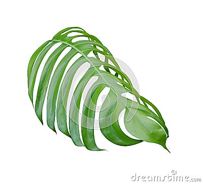 Tropical jungle monstera leaves , Swiss Cheese leaf tree isolated on white background Stock Photo