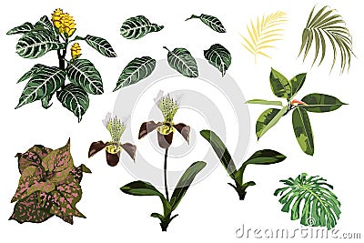 Tropical jungle orchid flowers, exotic yellow plant, tropical palm leaves and plant set. Stock Photo