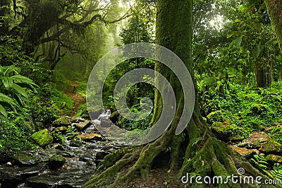 Tropical jungle with river Stock Photo