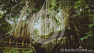 Tropical jungle roots hanging down over the bridge from the huge tree at the Sacred Monkey Forest Sanctuary, Ubud, Bali Stock Photo