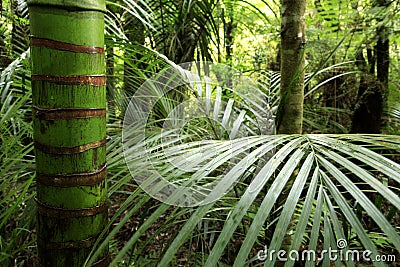 Tropical jungle vegetation Stock Photo