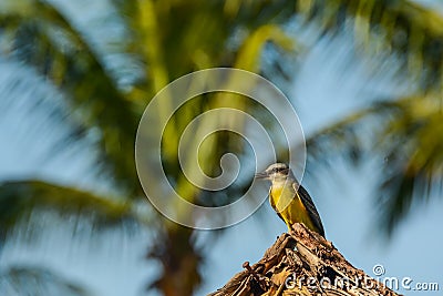 Tropical Kingbird Stock Photo