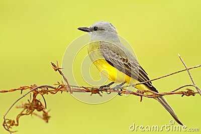 Tropical Kingbird, Tyrannus melancholicus, tropic yellow grey bird form Costa Rica. Bird sitting on barbed wire, clear background. Stock Photo