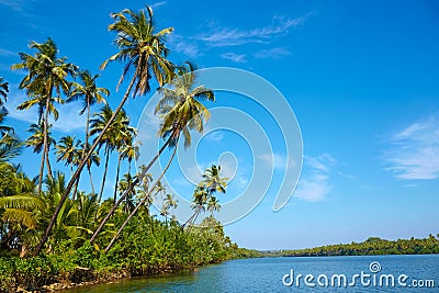 Tropical landscape with palm tree. Stock Photo