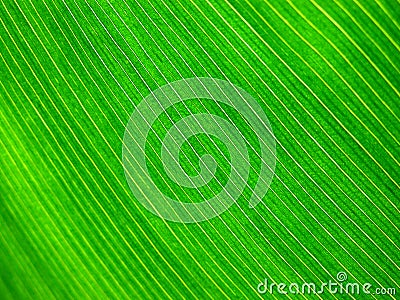 Tropical leaf Stock Photo