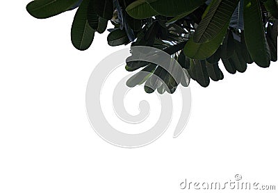 Tropical leaf with branches isolated on white backgrounds,Top view green foliage for backdrop. Stock Photo