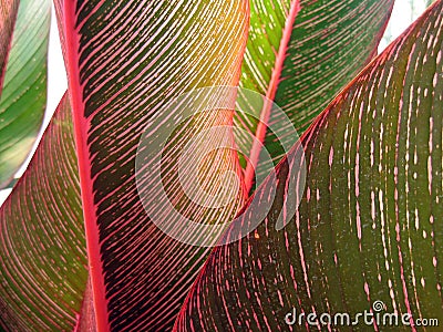 Tropical leaf close-up #3 Stock Photo