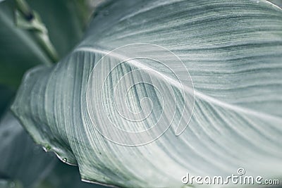 Tropical leaf closeup moody photo. Tropical garden minimalist abstraction. Summer foliage toned photography Stock Photo