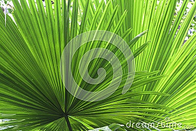 Tropical leaf detail green texture background Stock Photo