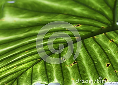 Tropical leaf detail green texture background Stock Photo