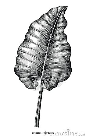 Tropical leaf hand draw vintage engraving clip art isolated on w Vector Illustration