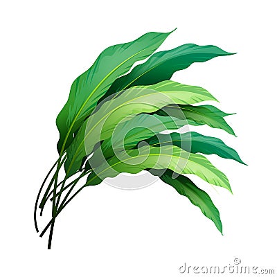 Tropical Leaf Icon isolated on White Backround Vector Illustration