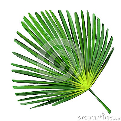 Tropical leaf, Jungle botanical floral elements. Palm leaves, art illustration painted with watercolors isolated on Cartoon Illustration