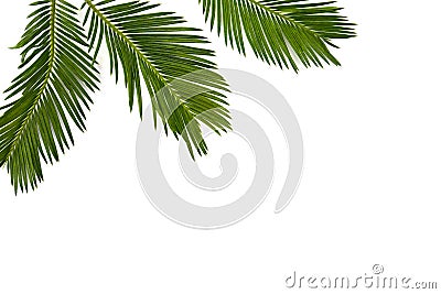 Tropical leaf palm tree Cycas revoluta Sotetsu, sago palm, king sago, sago cycad, Japanese sago palm on a white background Stock Photo
