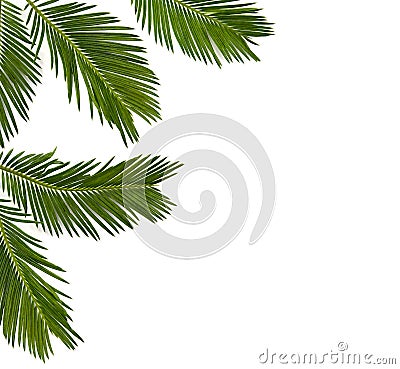 Tropical leaf palm tree Cycas revoluta Sotetsu, sago palm, king sago, sago cycad, Japanese sago palm on a white background Stock Photo