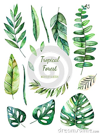 Tropical Leafy collection. Handpainted watercolor floral elements. Stock Photo
