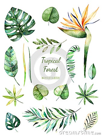 Tropical Leafy collection. Handpainted watercolor floral elements.Watercolor leaves, branches,flower. Stock Photo