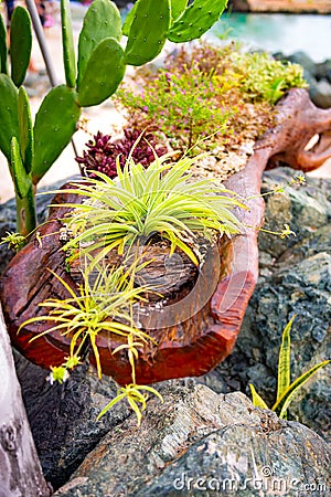 Tropical leafy flowers beechwood log cactus arrangement at beach Tobago Stock Photo