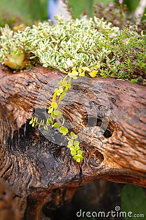 Tropical leafy flowers beechwood log cactus arrangement by the beach Tobago Stock Photo