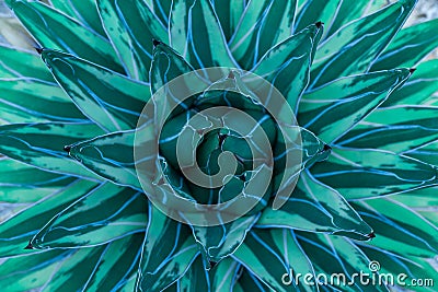 Tropical leaves, abstract green leaves texture, nature backgroundCloseup nature view of agave cactus leaf in garden, Stock Photo