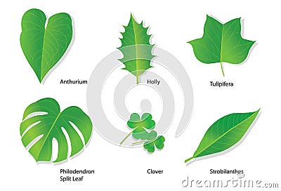 Tropical Leaves with Botanical names Vector Illustration