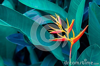 Tropical leaves colorful flower on dark tropical foliage nature background dark green foliage nature Stock Photo