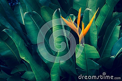 Tropical leaves colorful flower on dark tropical foliage nature background dark green foliage nature Stock Photo