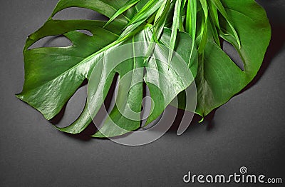 Tropical leaves on dark grey background Stock Photo