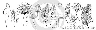Tropical leaves and flowers. Hand drawn linear vector illustrations. Protea exotic flower, palm leaves, dry leaves, eucalyptus, Vector Illustration