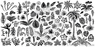 Tropical leaves and flowers, vector line and silhouette sketches. Big collection of exotical flora. Vector Illustration