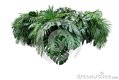 Tropical leaves foliage plant jungle bush floral arrangement nat Stock Photo