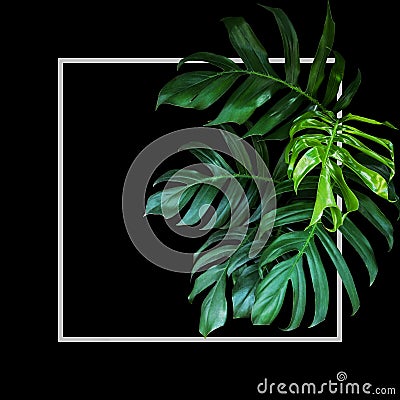 Tropical leaves foliage rainforest plant bush of native Monstera Epipremnum pinnatum green nature backdrop with light gray frame Stock Photo