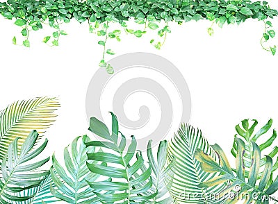 Tropical leaves frame with Monstera philodendron, palm leaves an Stock Photo