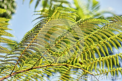 Tropical leaves image, Tropical Tree Stock Photo