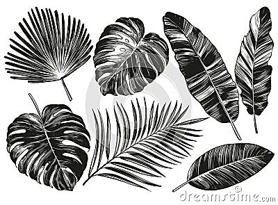 Tropical leaves, Jungle botanical floral elements. Palm leaves, hand drawn vector illustration realistic sketch isolated Vector Illustration