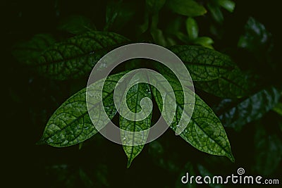 Tropical leaves in a jungle, dark and moody shot Stock Photo