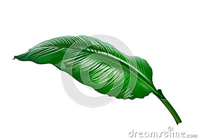 728_Large leaf of Spathiphyllum or Peace lily, Vector Illustration