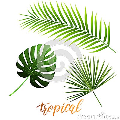 Tropical leaves of monstera, coconut palm, fan palm. Trendy palm leaves set. Vector Illustration