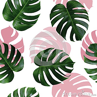 Tropical leaves monstera,green leaf with pink shadow on white background.Monstera seamless pattern colorful illustration pink leaf Cartoon Illustration