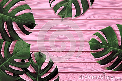 Tropical leaves monstera,green leaf with shadow on pink color synthetic wooden plank texture background.Flat lay,top view minimal Cartoon Illustration