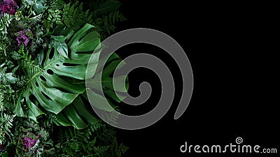 Tropical leaves Monstera philodendron and ornamental plants flora arrangement nature backdrop on black background. Stock Photo